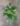 Philodendron Minima – 12cm