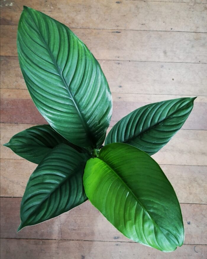 Spathiphyllum Sensation 14cm Pot