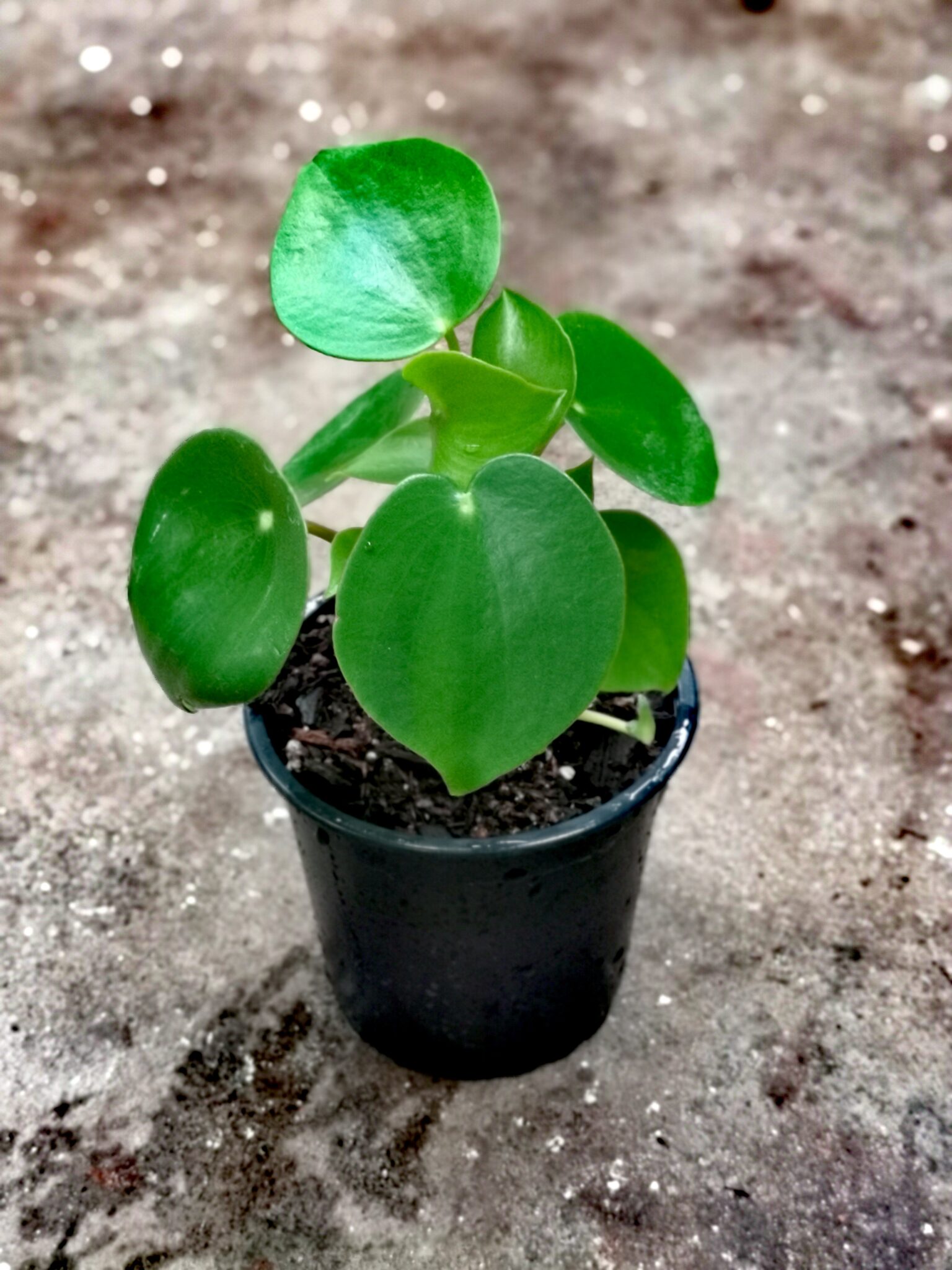 peperomia polybotrya raindrop plant