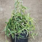 Ceropegia Linaris (Bird Wings) 12cm