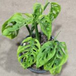 Monstera Swiss Cheese 12cm Pot - Image 2