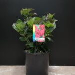 HYDRANGEA RASPBERRY CRUSH 4.5L - Growi