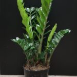 ZAMIOCULCAS 23CM