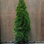 Thuya Smaragd 12L Pot