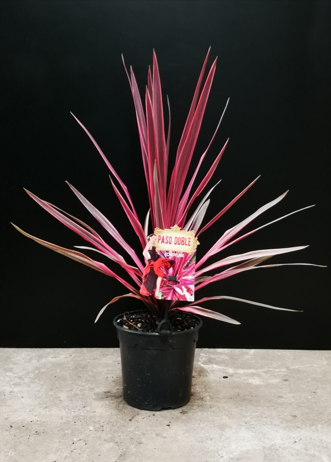 CORDYLINE PASO DOBLE - PlantMail by Garden Central