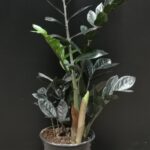 ZAMIOCULCULAS BLACK 14CM