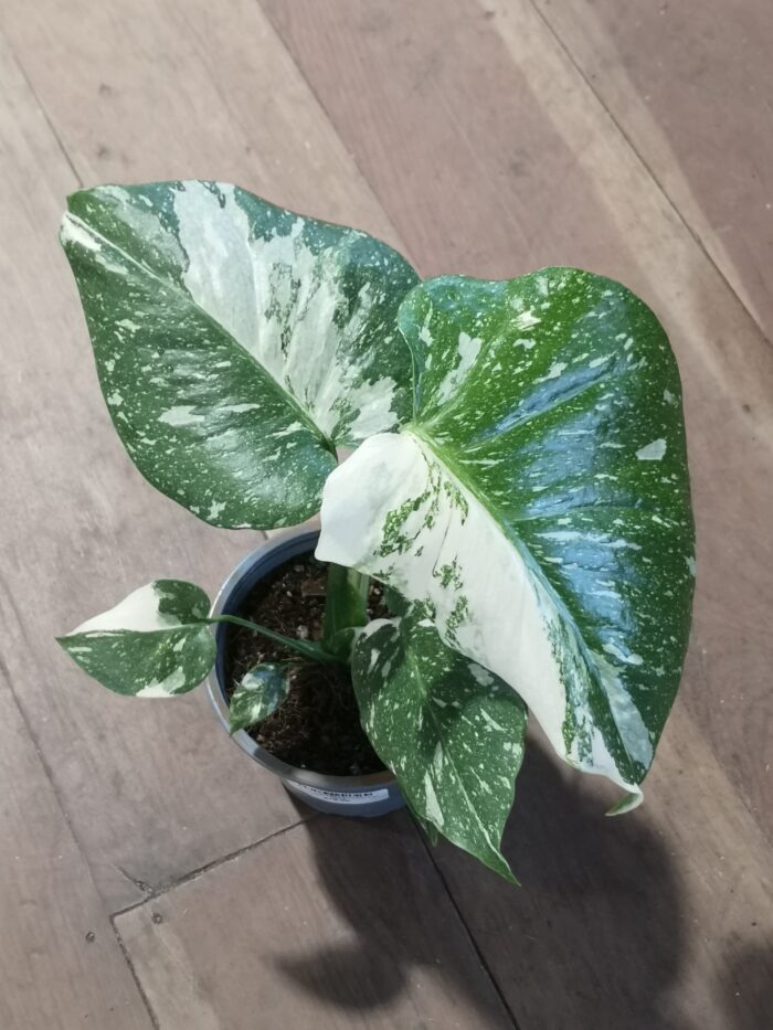 Monstera Thai Constellation - 12cm