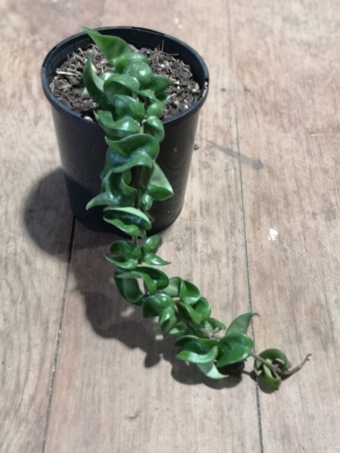 Hoya Hindu Rope 12cm