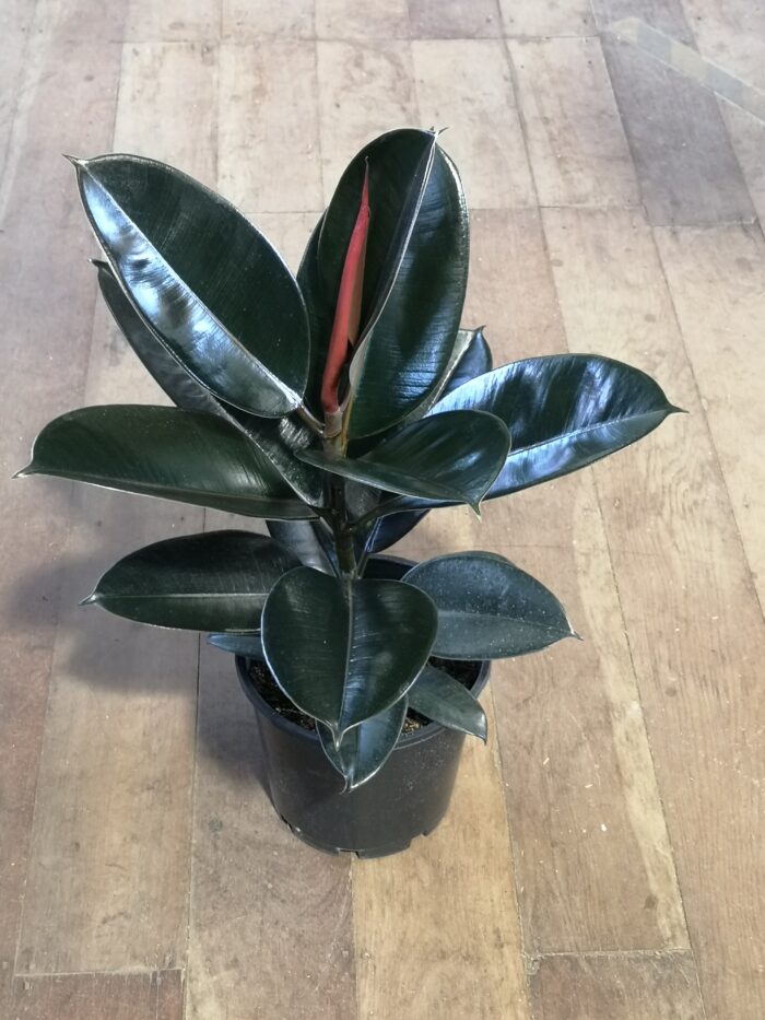 FICUS BLACK KNIGHT 20CM