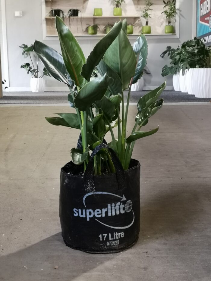 STELITZIA REGINAE 17L ( MULTI PLANTED )