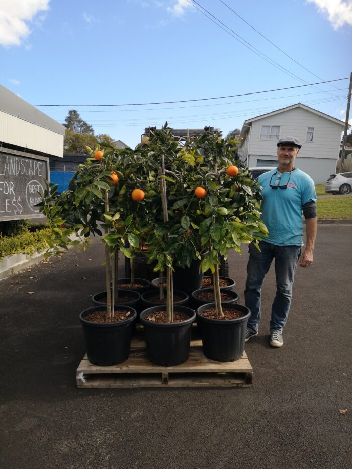 CITRUS ORANGE CIPO STANDARD