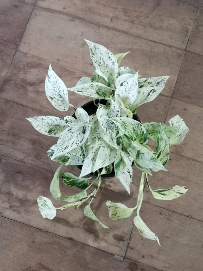 Epipremium Marble Queen White 17cm - Tropi