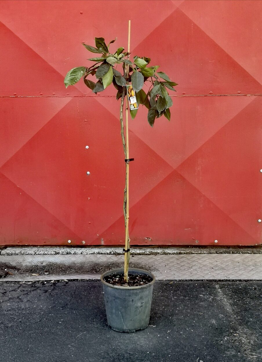 Citrus sinensis 'Cipo' - Weeping Orange Tree
