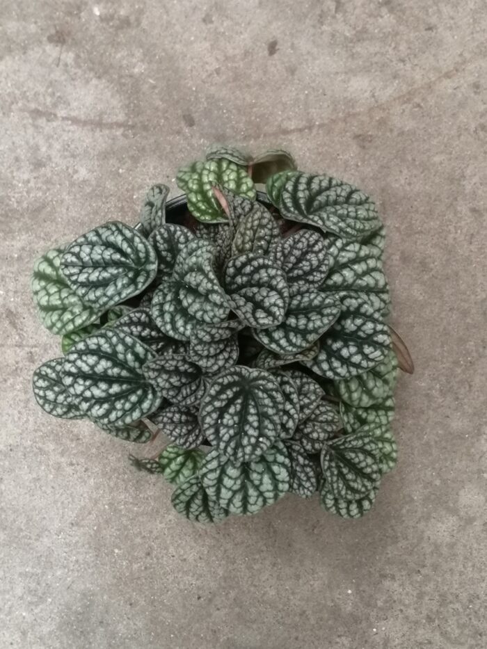 Peperomia Burbella 12cm Pot