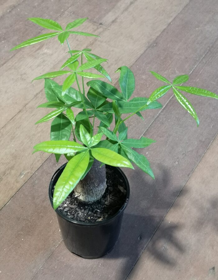 PACHIRA Aquatica - 14cm