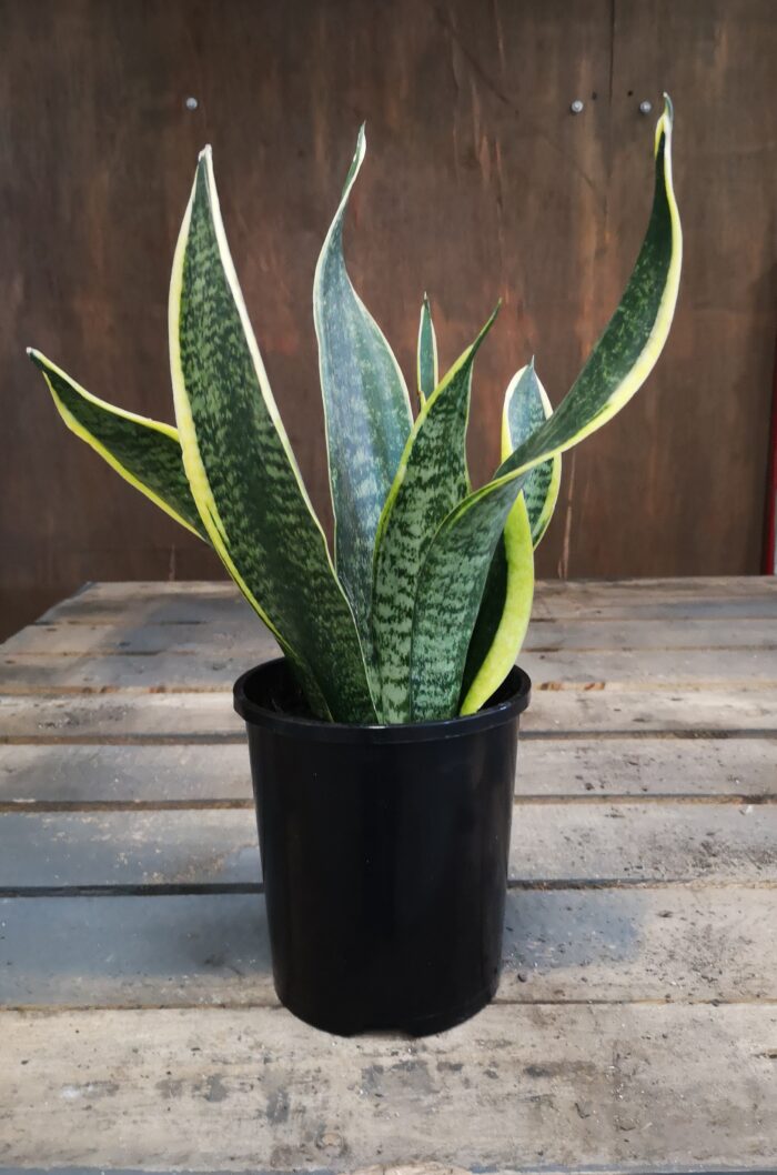 Sansevieria ( Snake Plant)
