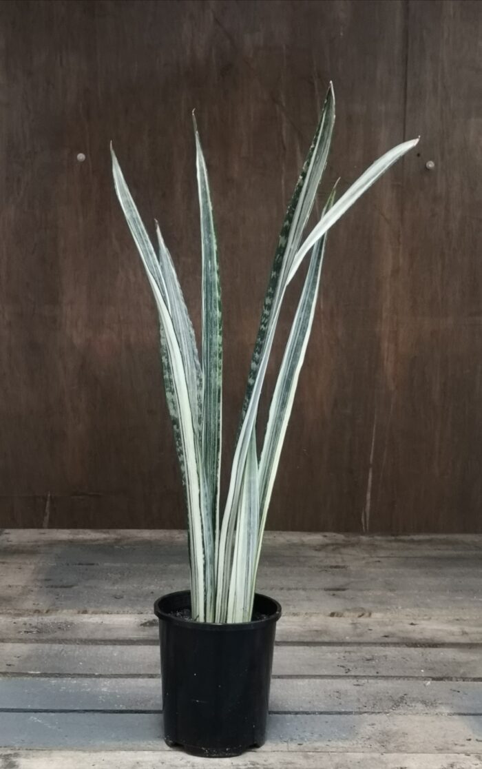 Sansevieria Bantel's Sensation - 14cm