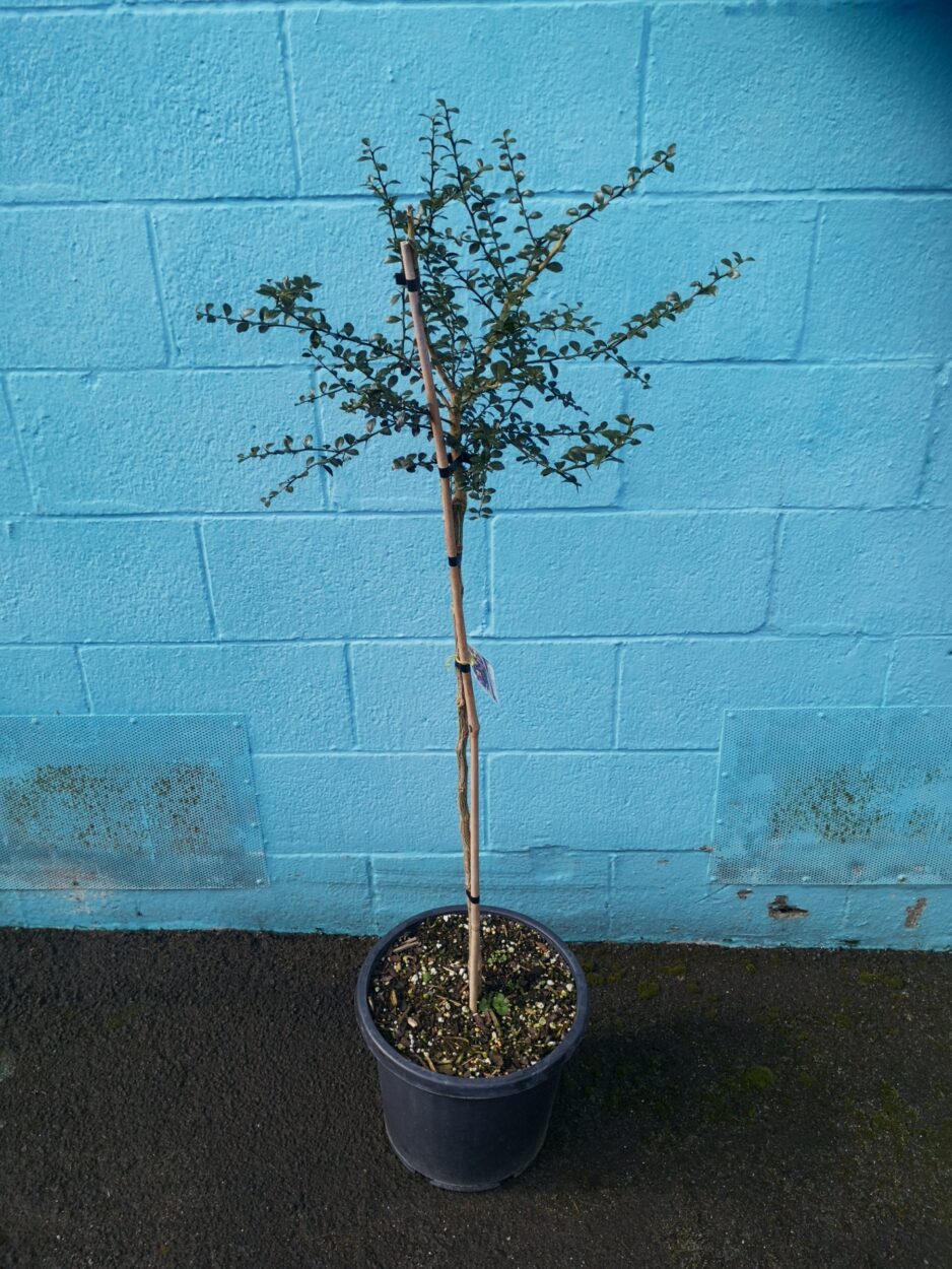 Standard Finger Lime ( Citrus australasica )