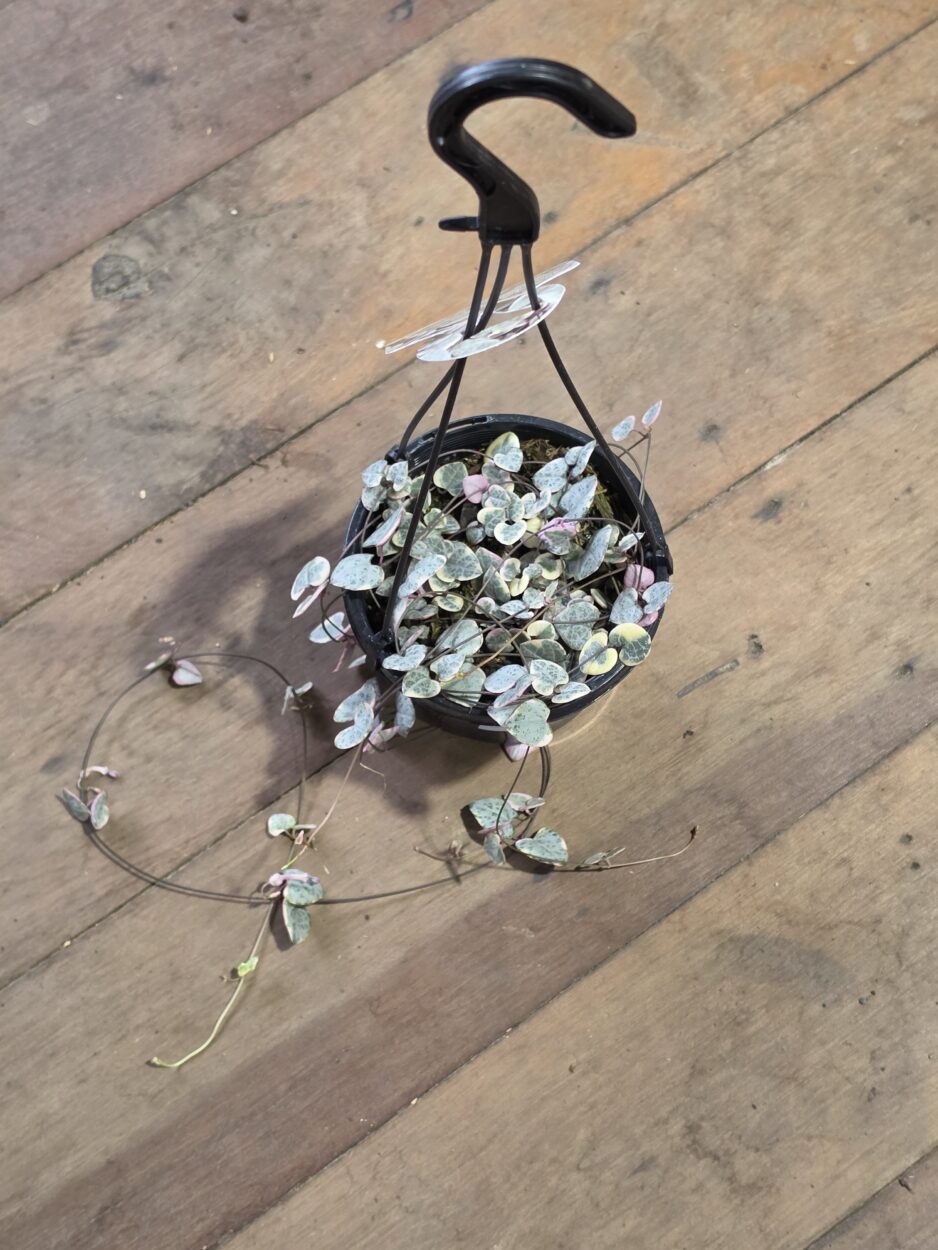 Variegated Ceropegia woodii Chain of Hearts with pink dream and green foliage in a hanging basket - Plantmail NZ