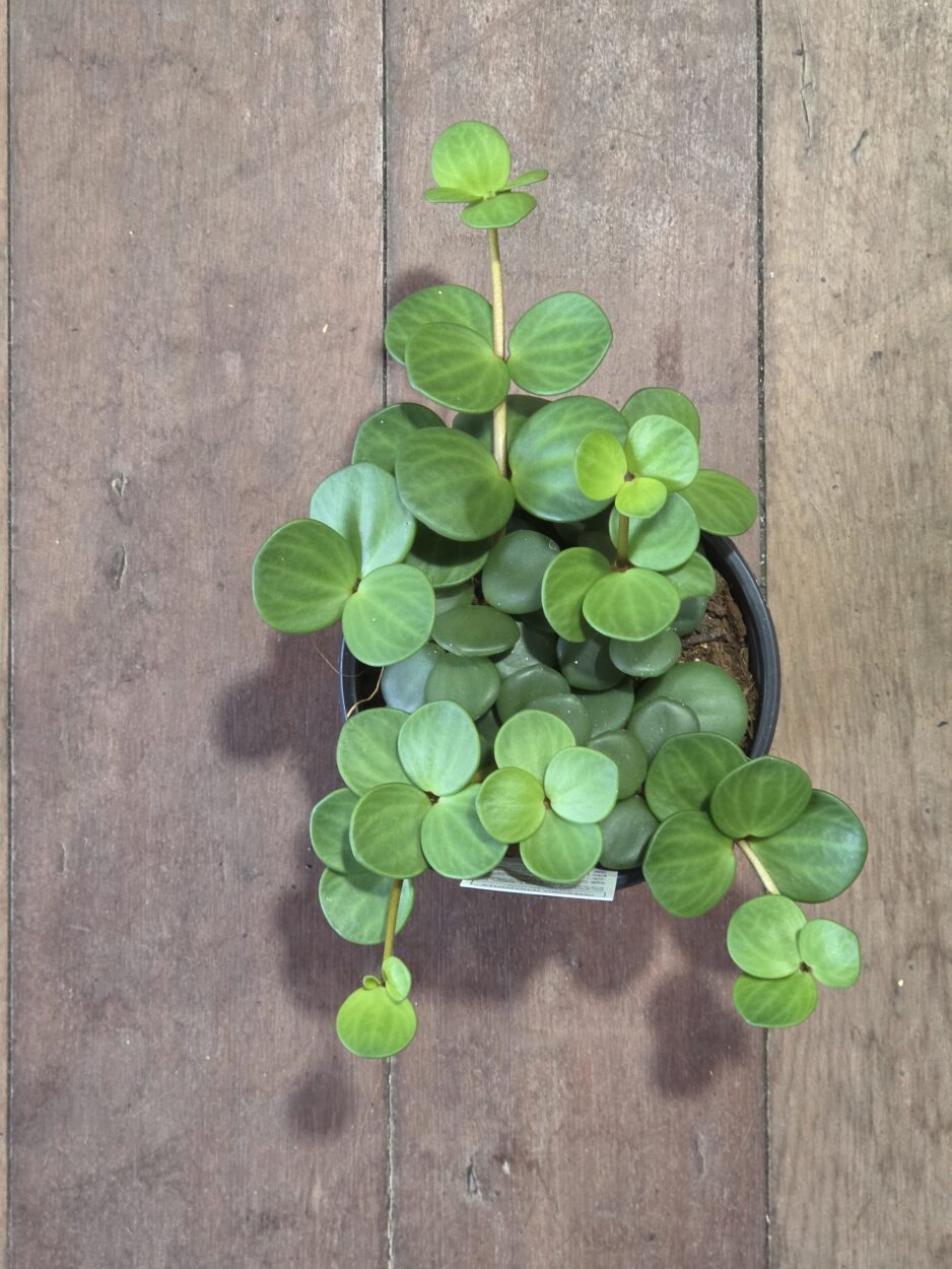 Peperomia Hope 14cm indoor plant with rounded green leaves and trailing stems - Plantmail